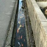 airnya sangat jernih sampai bisa menjadi tempat hidup berbagai jenis ikan