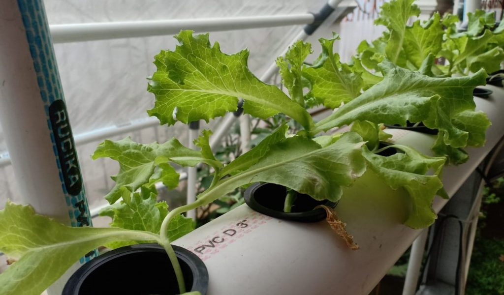 Tips Menanam Sayur Rucika
